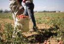Braccianti agricoli sfruttati e ospitati in strutture degradanti: denunciato un datore di lavoro