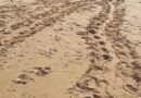 Già due nidi di tartarughe sulle spiagge di Scicli.