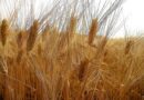 Distillazione e grano, via libera unanime in commissione Attività produttive all’Ars a sostegni straordinari.