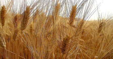 Distillazione e grano, via libera unanime in commissione Attività produttive all’Ars a sostegni straordinari.